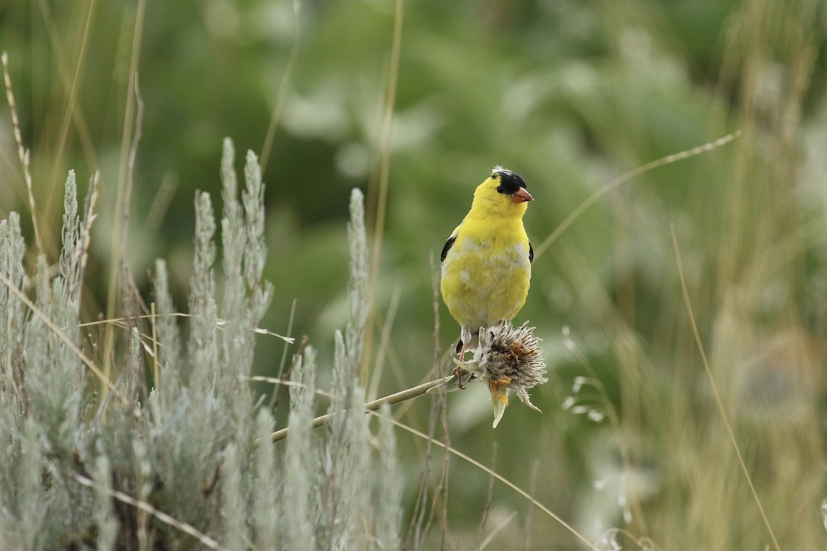 American Goldfinch - ML578257431