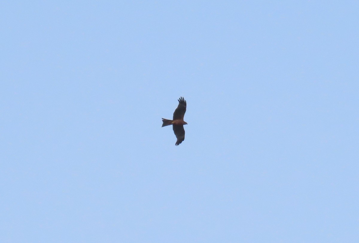 Black Kite - ML578258411