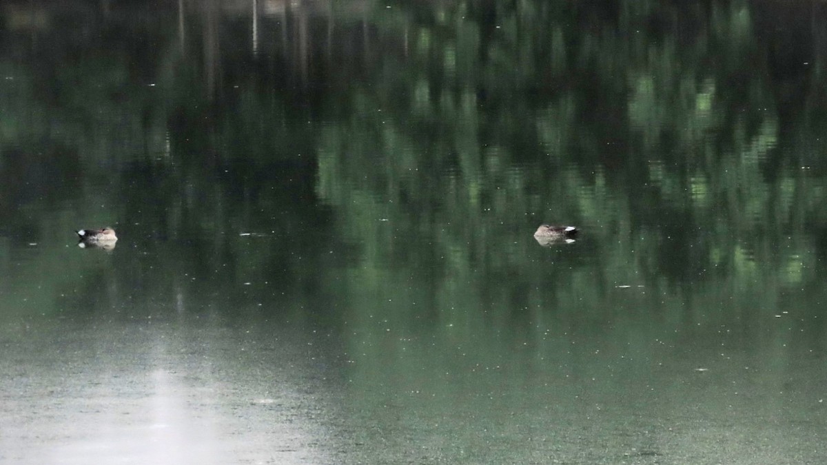 Indian Spot-billed Duck - ML578258541