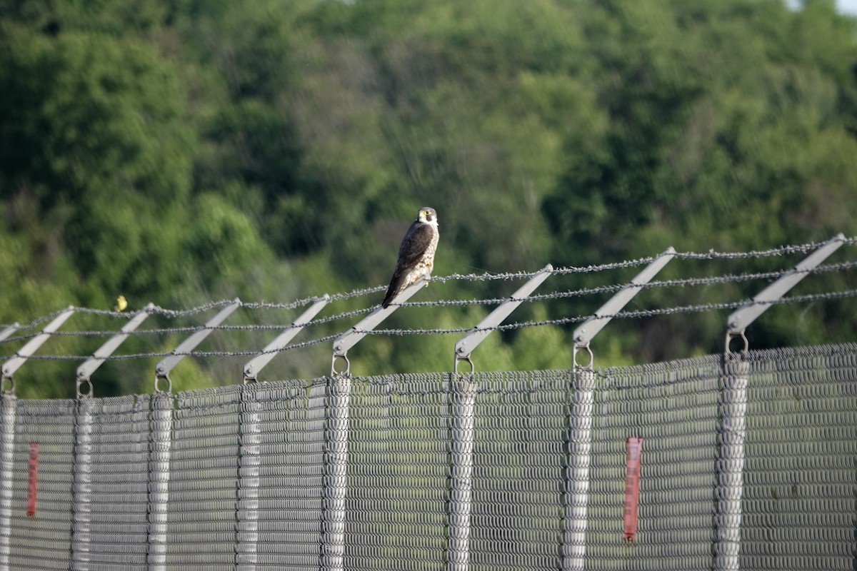 Peregrine Falcon - Tom Amico