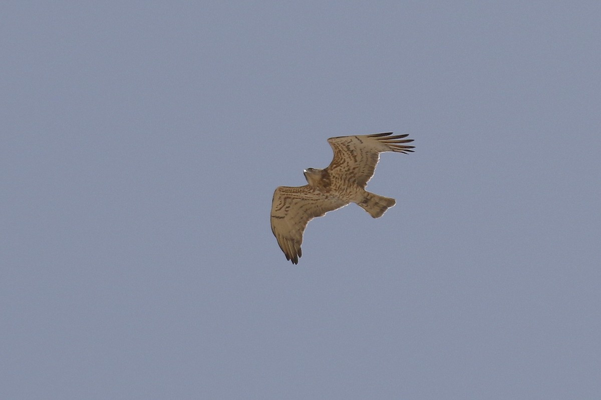 Short-toed Snake-Eagle - ML578259241