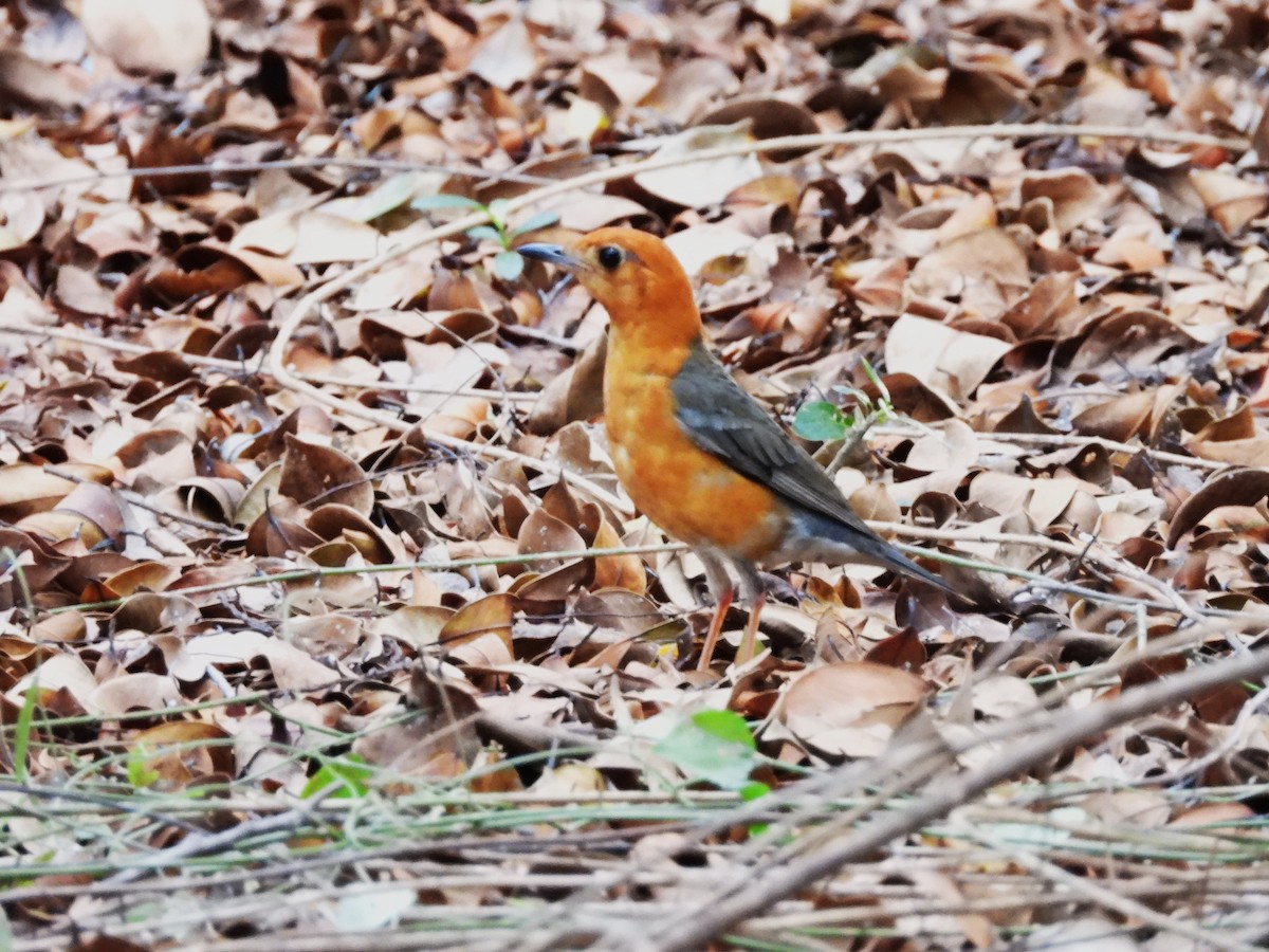 Orange-headed Thrush - 尤 俊華