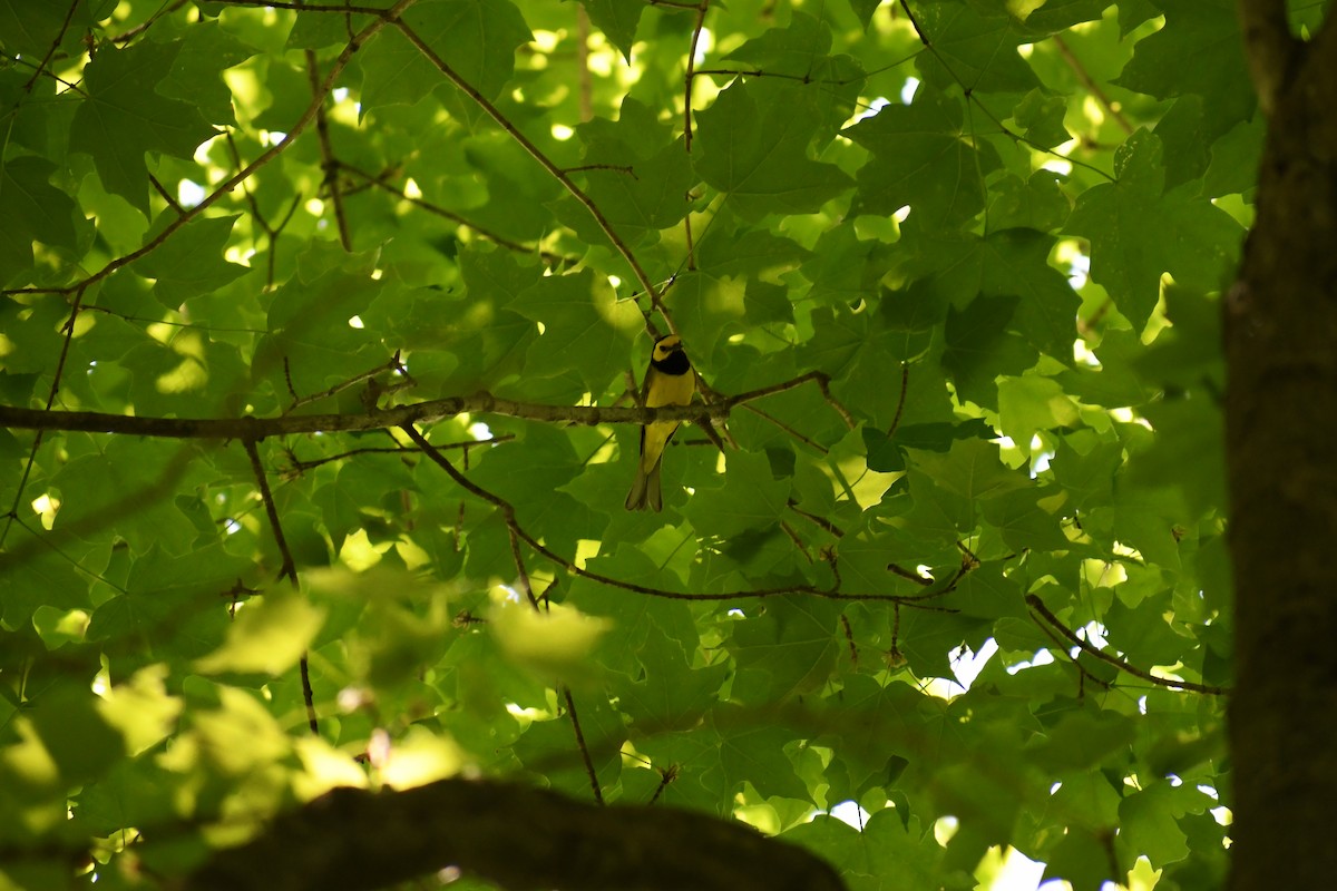 Hooded Warbler - ML578259391