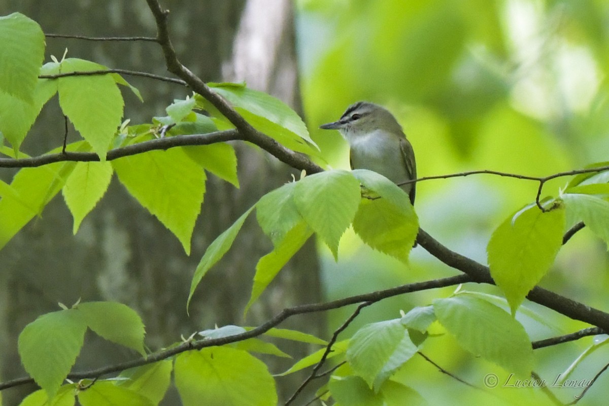 Kızıl Gözlü Vireo - ML578259931