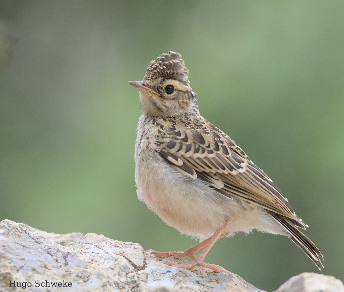 Wood Lark - ML578260171