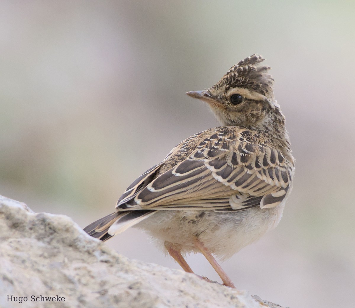 Wood Lark - ML578260211