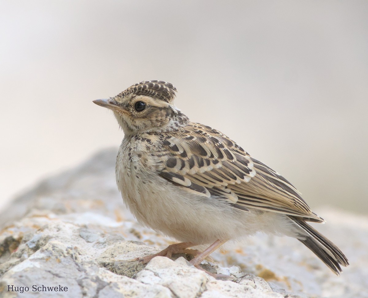 Wood Lark - ML578260291