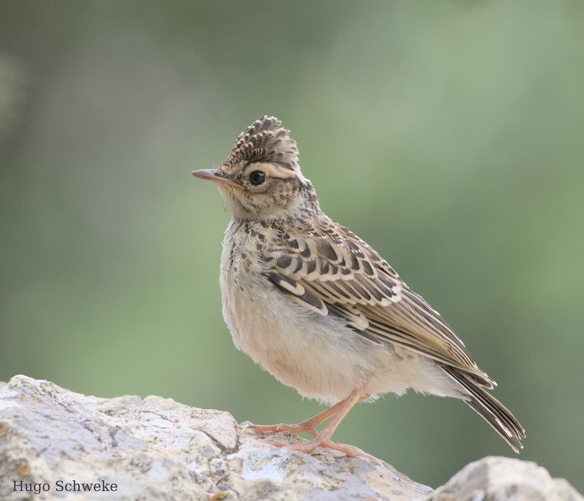 Wood Lark - ML578260351