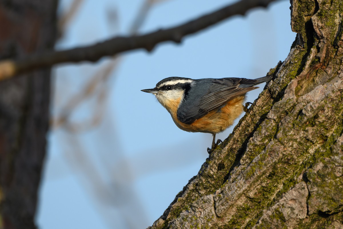 Red-breasted Nuthatch - Thomas Willoughby