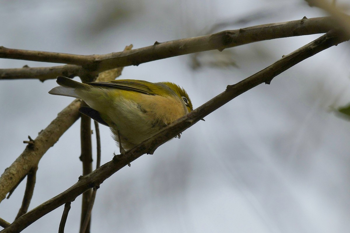 Zostérops à dos gris - ML57826201