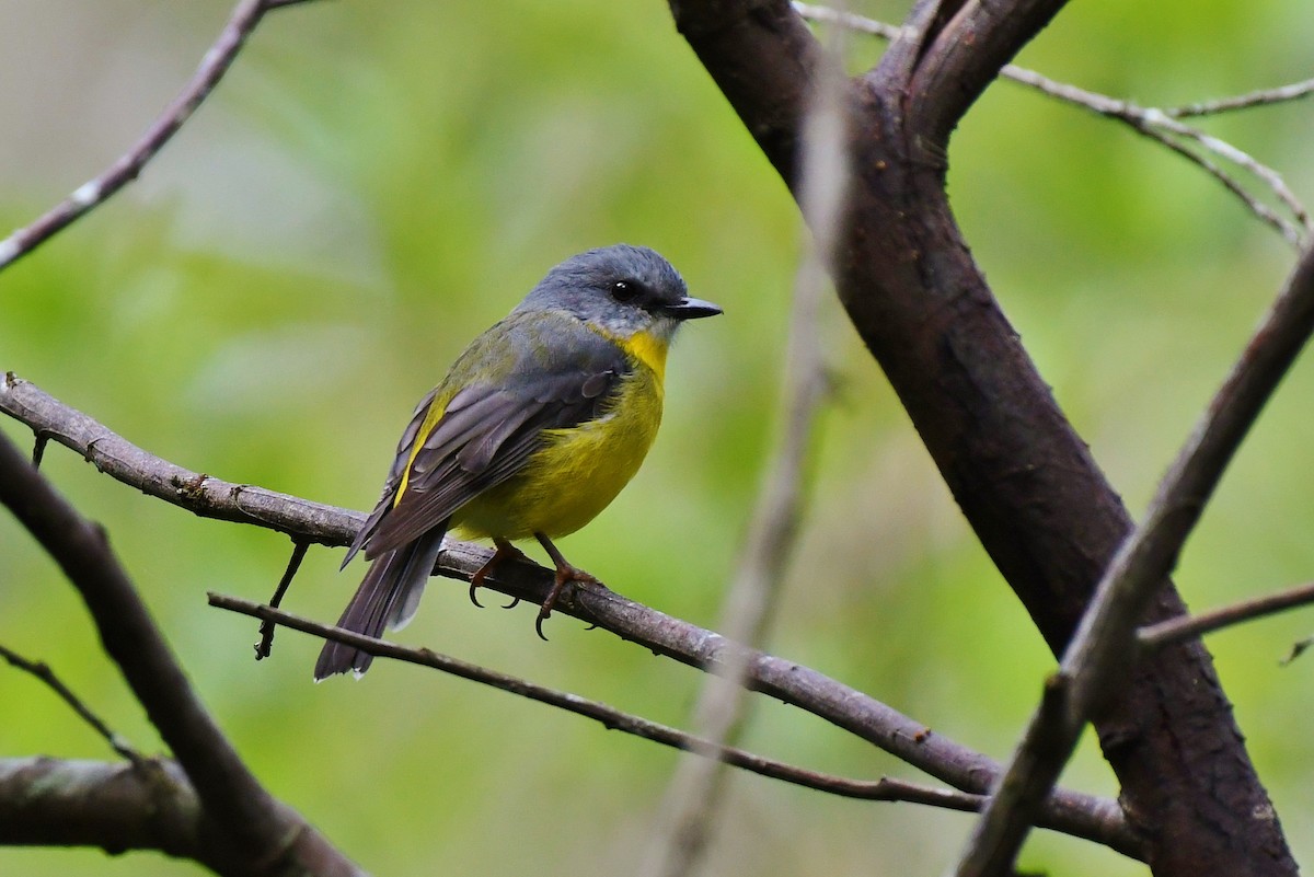 Eastern Yellow Robin - Terence Alexander