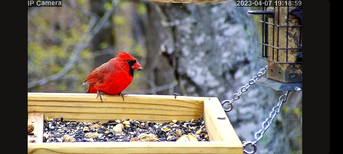 Красный кардинал [группа cardinalis] - ML578262601