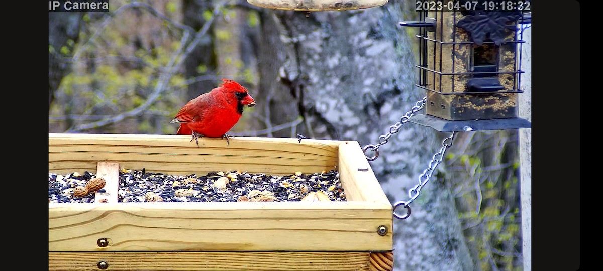 Cardinal rouge (groupe cardinalis) - ML578262611