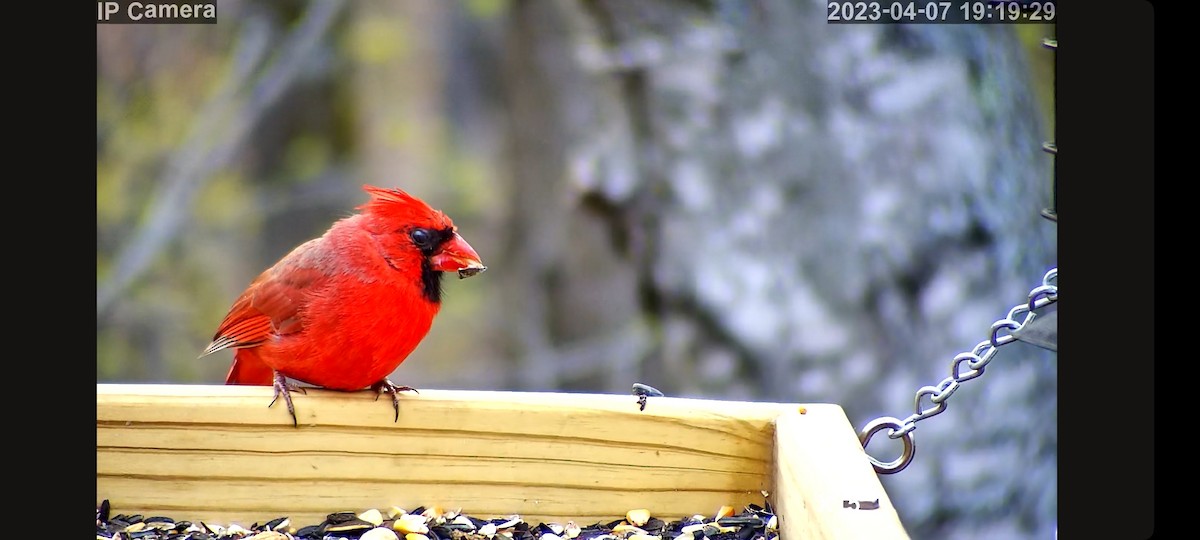 Cardinal rouge (groupe cardinalis) - ML578262621