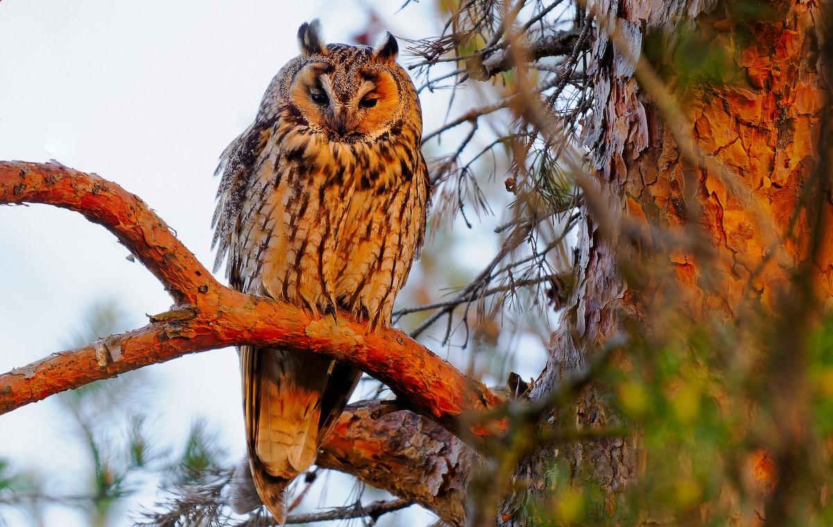Long-eared Owl - ML578262821