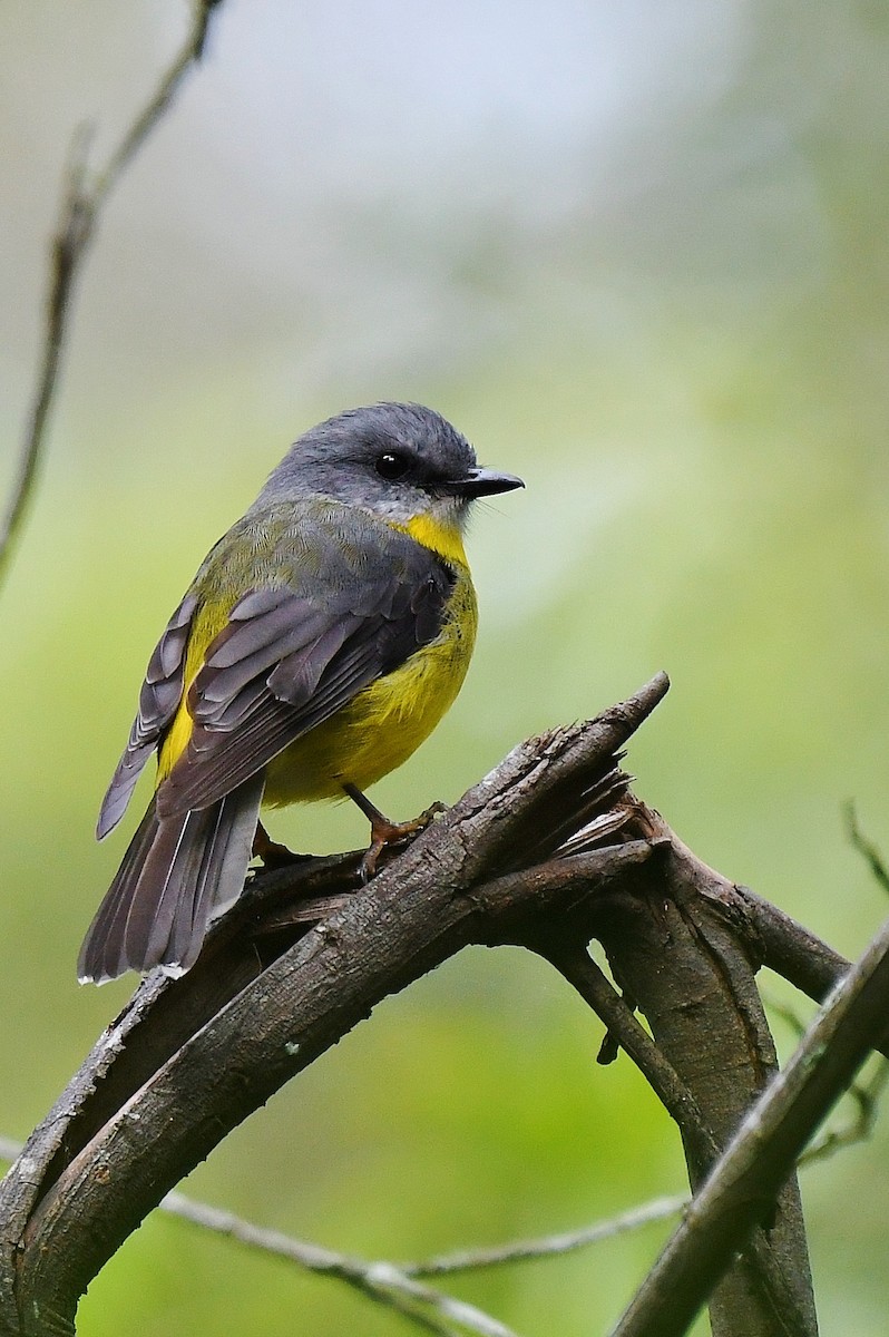 Eastern Yellow Robin - Terence Alexander