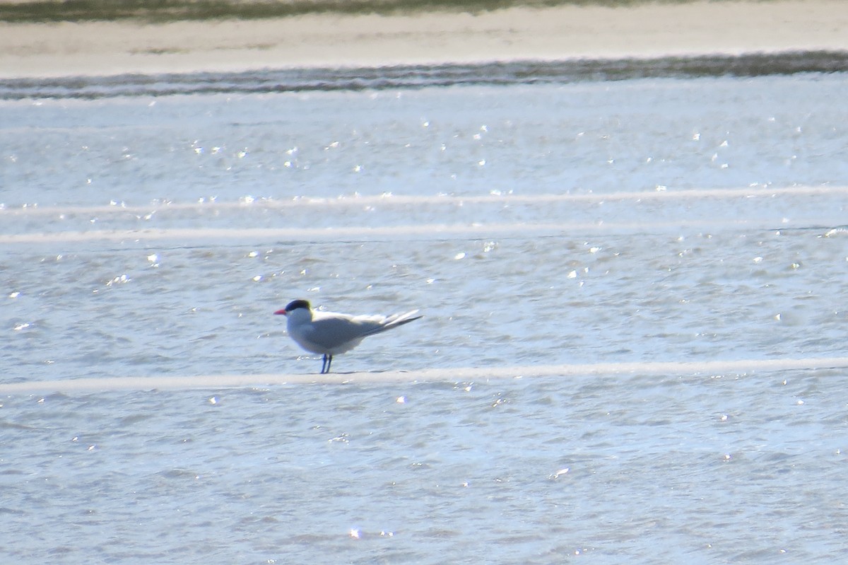 Caspian Tern - Howard Williams