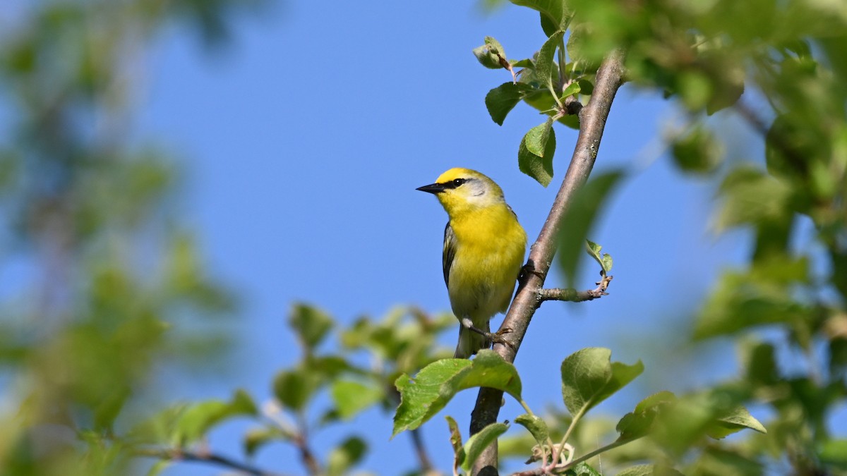 Golden-winged x Blue-winged Warbler (hybrid) - Henry Trombley