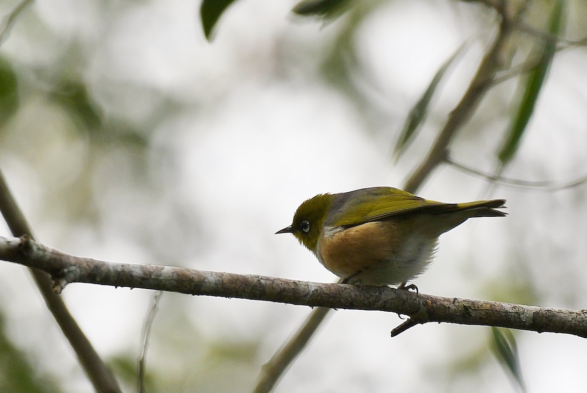 Silvereye - Terence Alexander