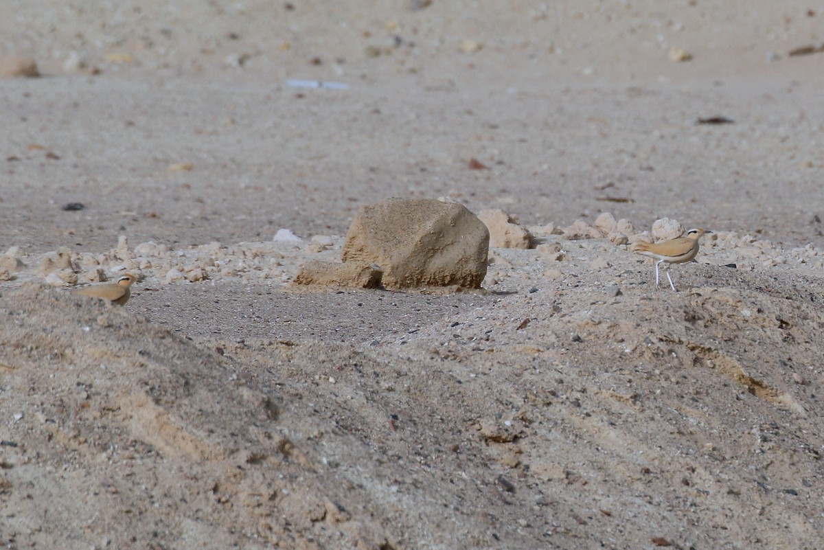 Cream-colored Courser - ML578264031