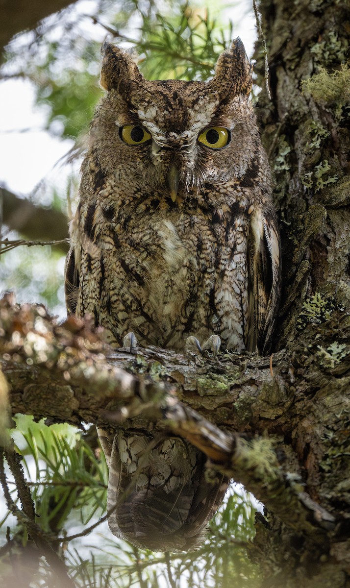 Western Screech-Owl - ML578264841