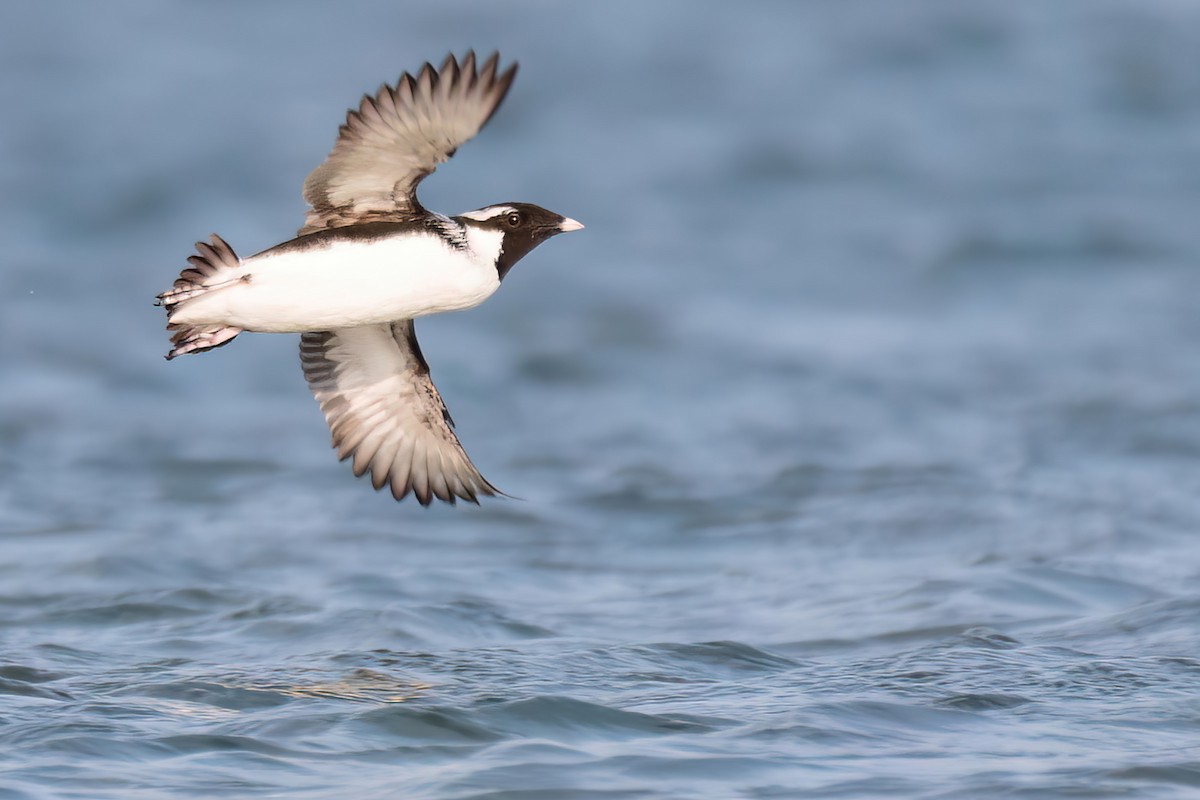 Ancient Murrelet - Iker Fernández Martínez