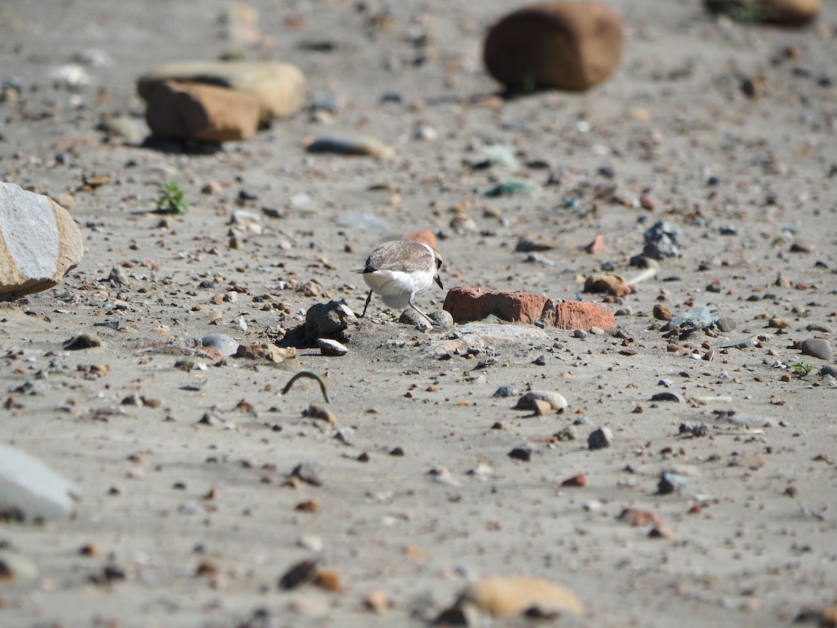 Kentish Plover - ML578266791