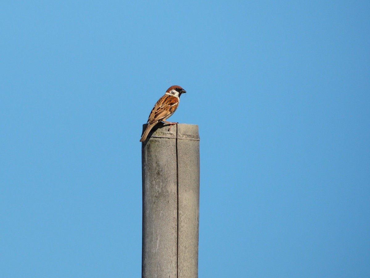 Eurasian Tree Sparrow - ML578267121