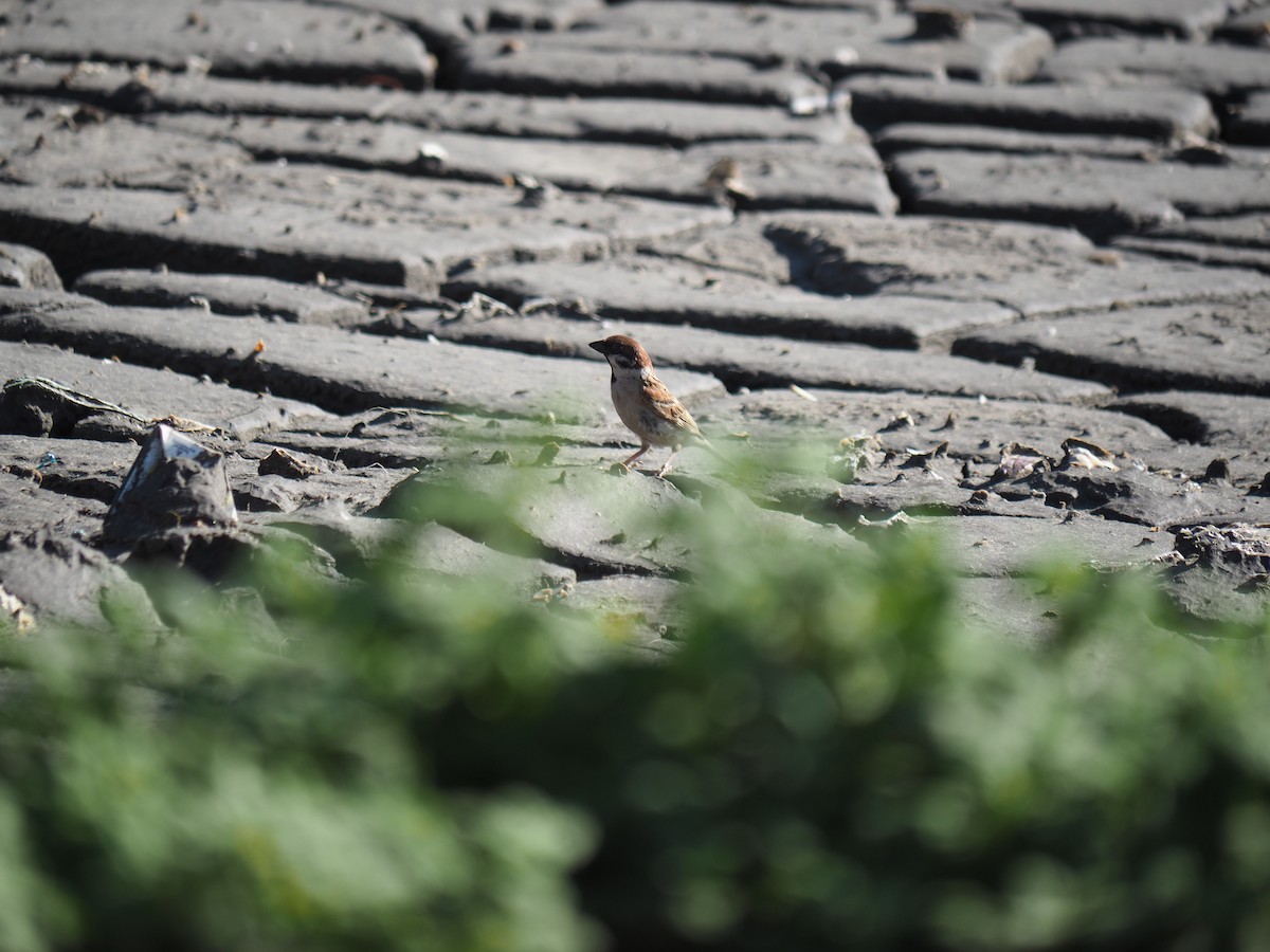 Eurasian Tree Sparrow - ML578267141