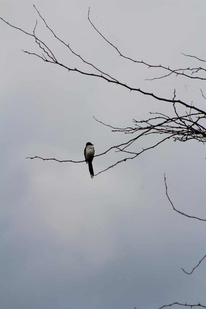 Fork-tailed Flycatcher - ML578267211