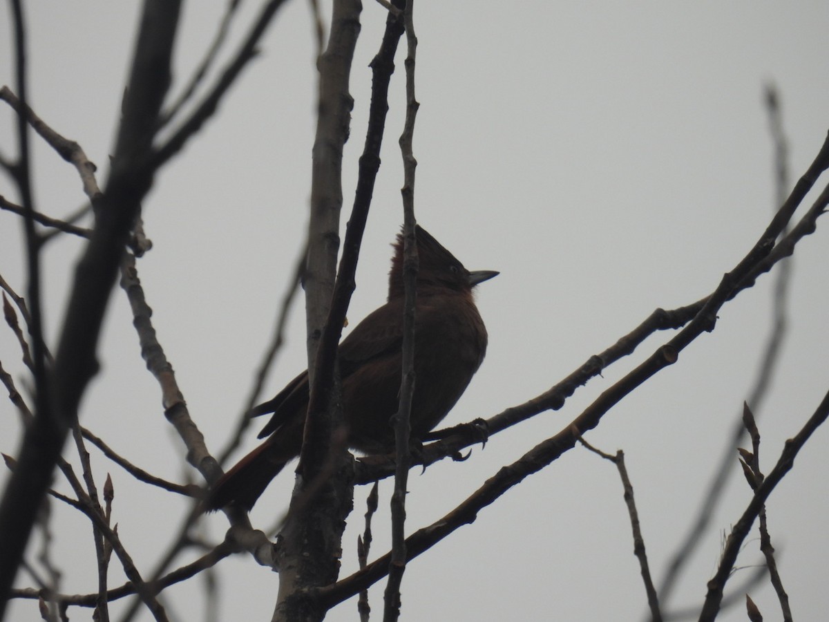 Brown Cacholote - ML578267261