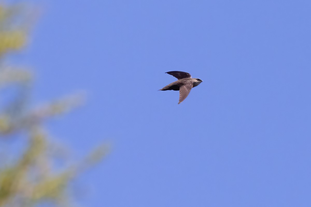 Chimney Swift - Lyall Bouchard