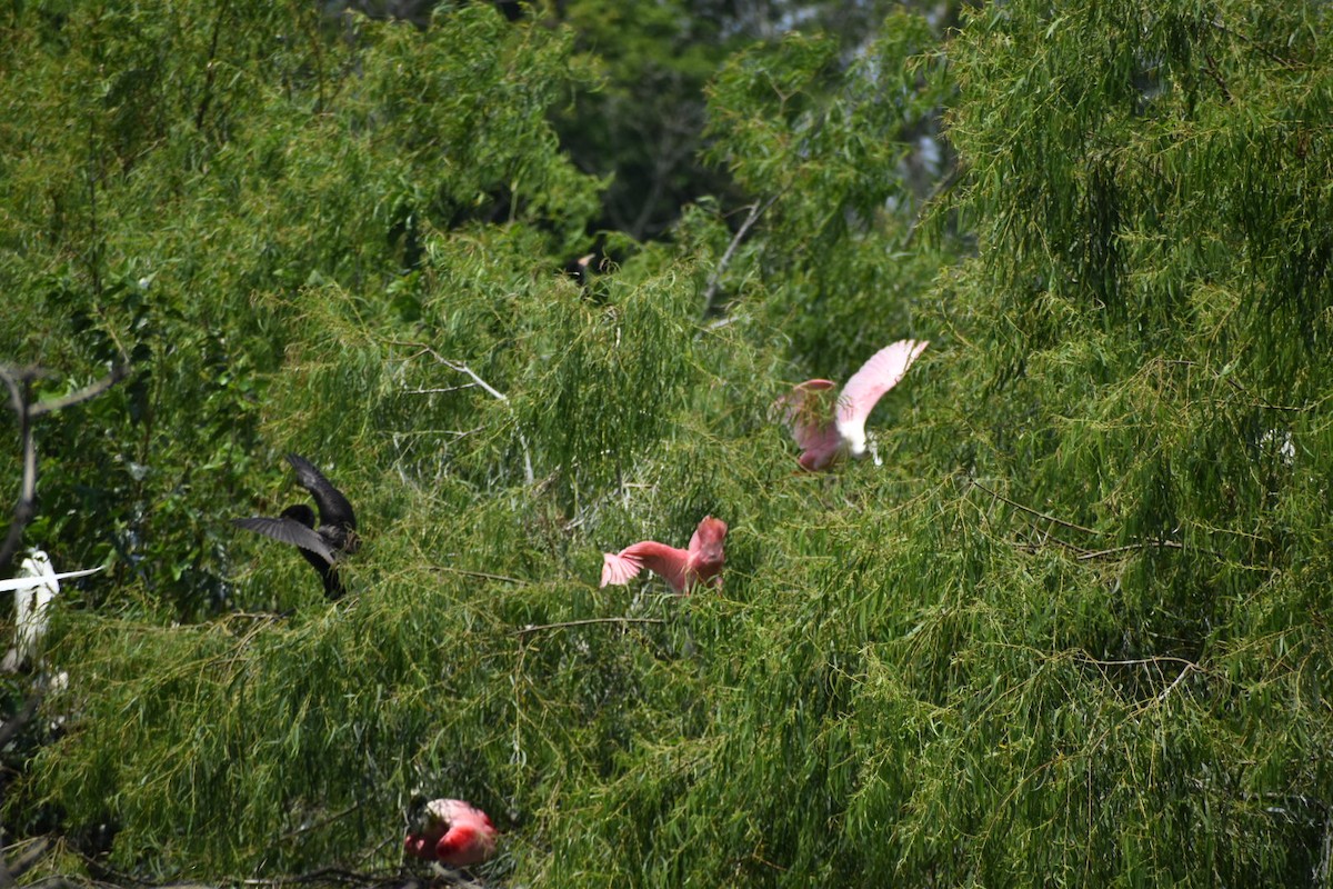 Roseate Spoonbill - Varick Cowell