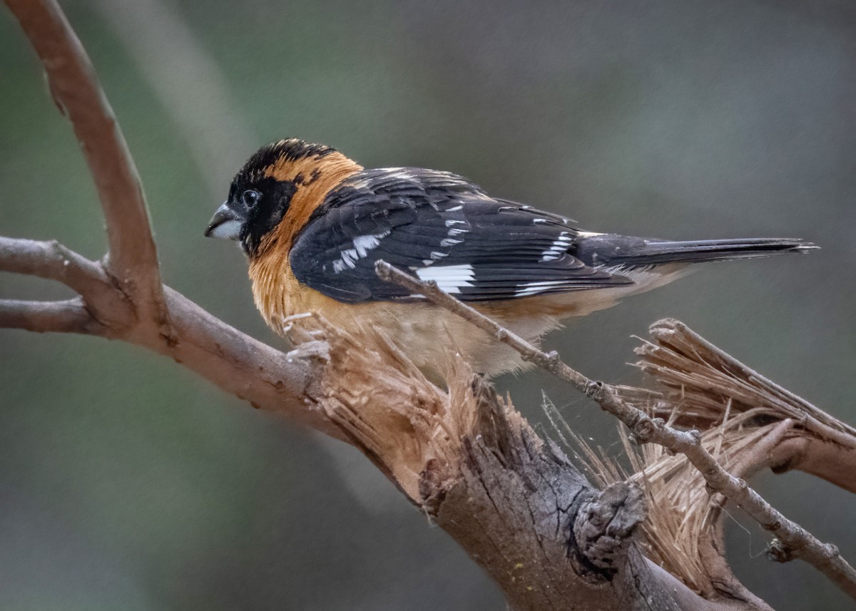 Black-headed Grosbeak - ML578267801