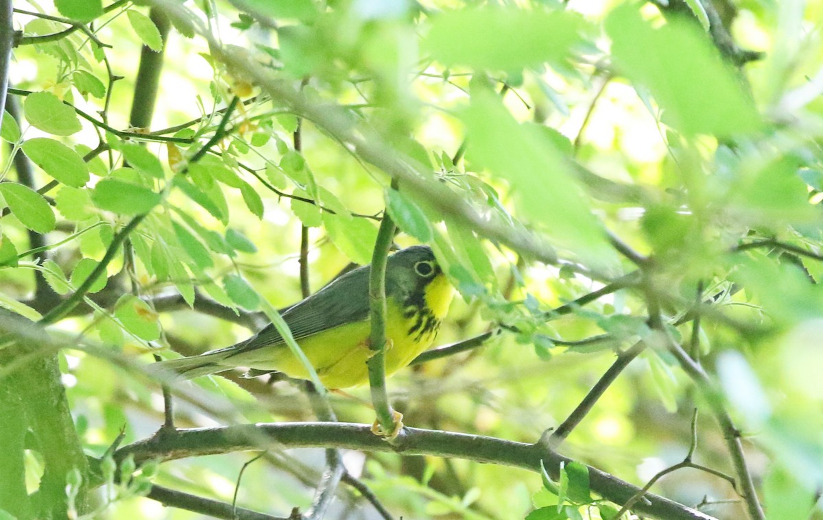 Canada Warbler - ML578268091