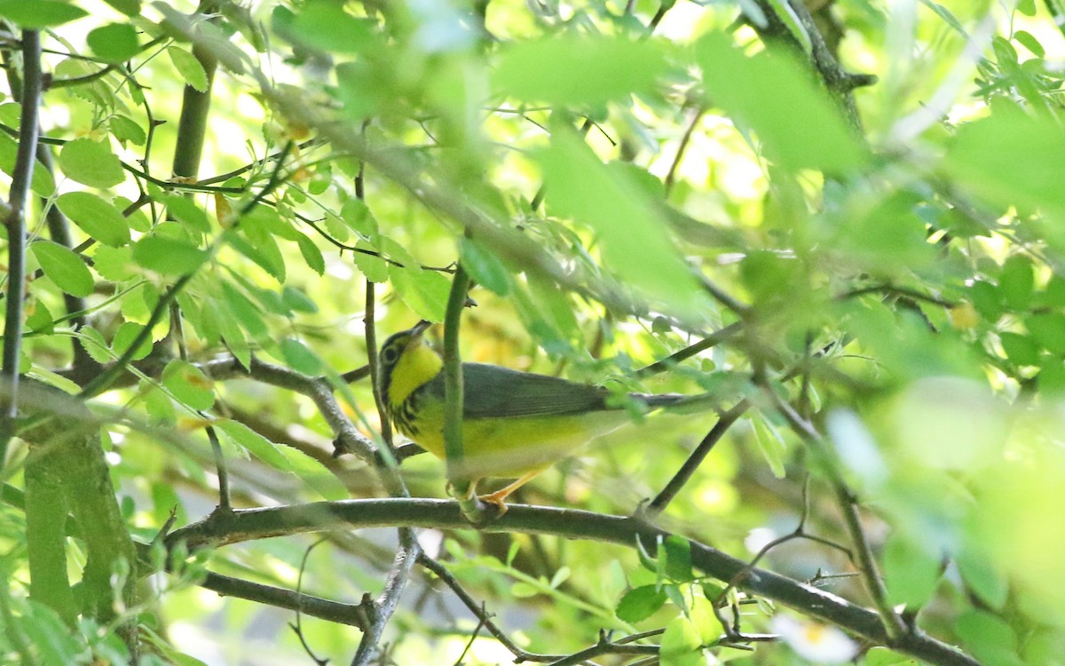 Canada Warbler - ML578268101