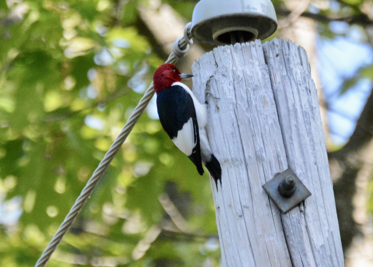 Red-headed Woodpecker - ML578268331