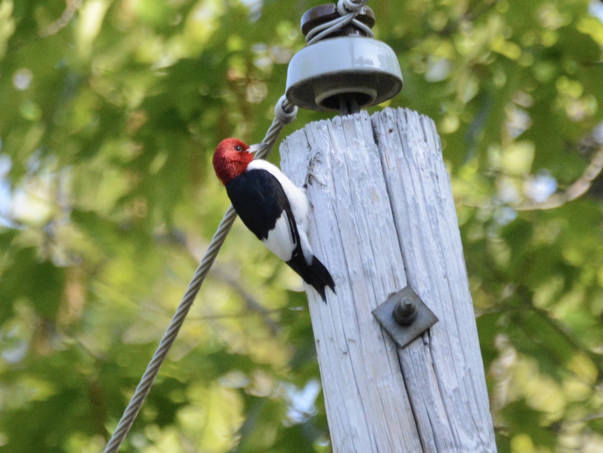 Red-headed Woodpecker - ML578268371