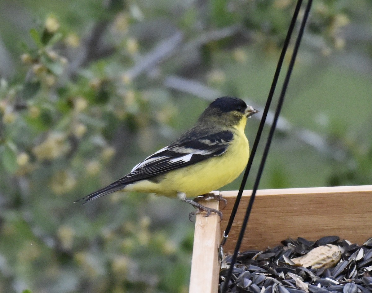 Lesser Goldfinch - ML578268751