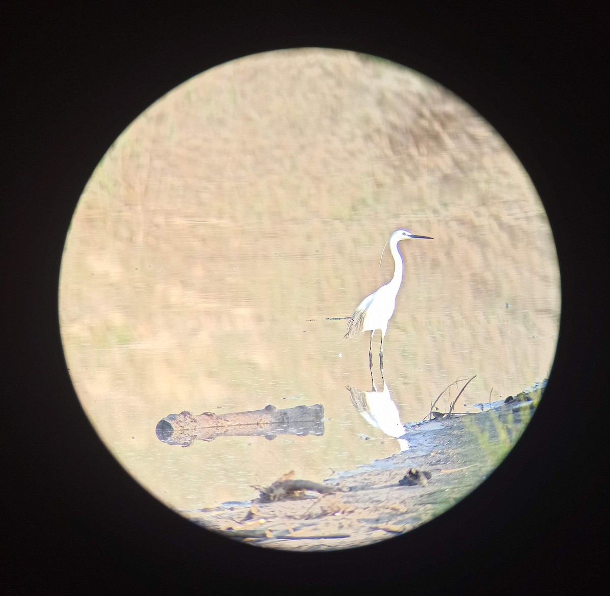 Little Egret - ML578268921