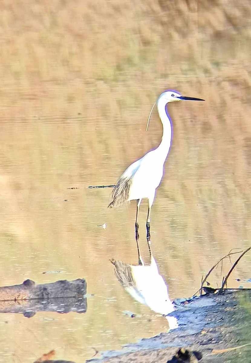 Little Egret - ML578268991