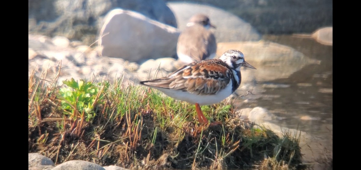 Ruddy Turnstone - ML578269011