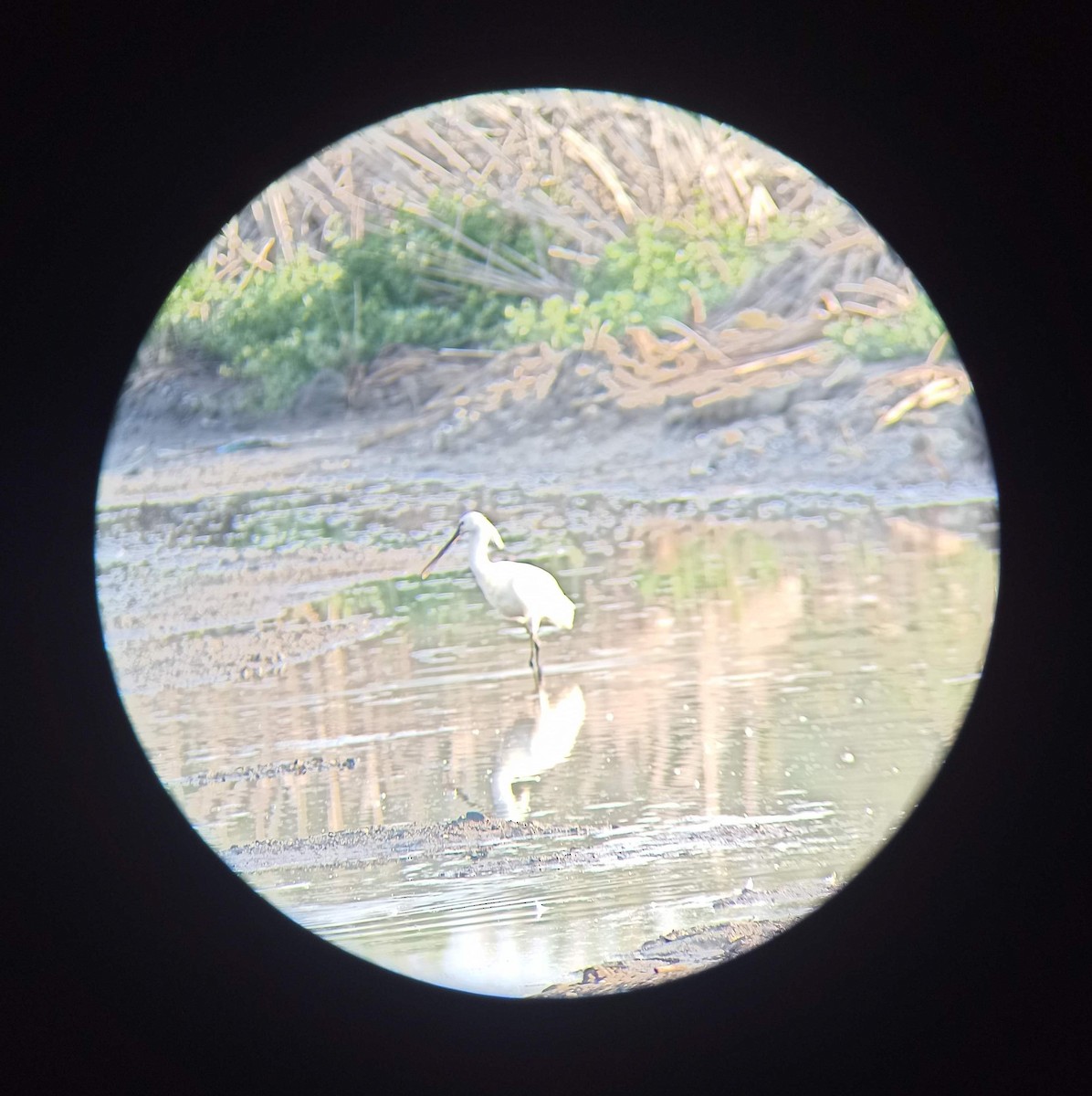 Eurasian Spoonbill - ML578269091