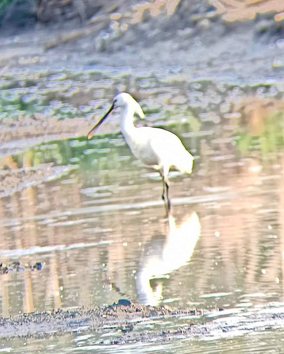 Eurasian Spoonbill - ML578269261