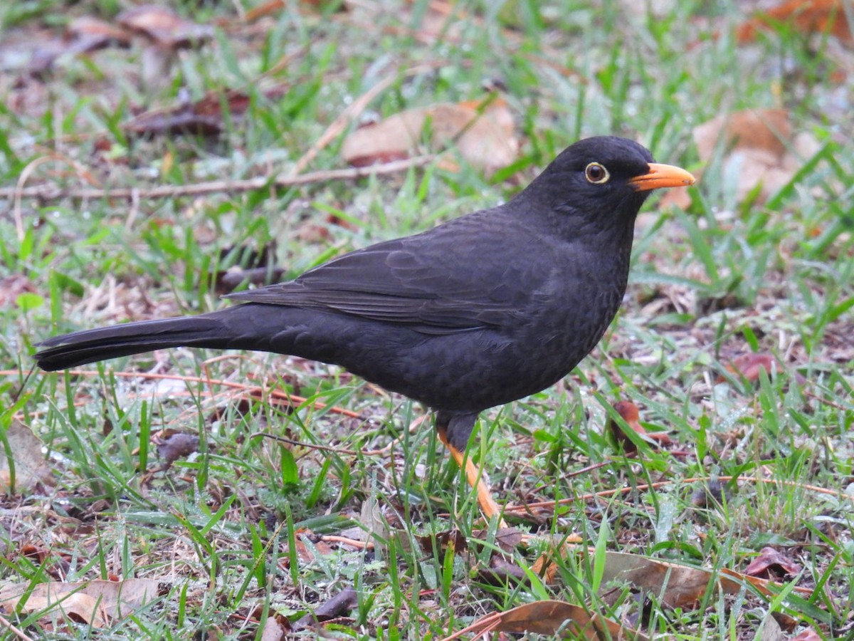 Chiguanco Thrush - Lucia Lettieri