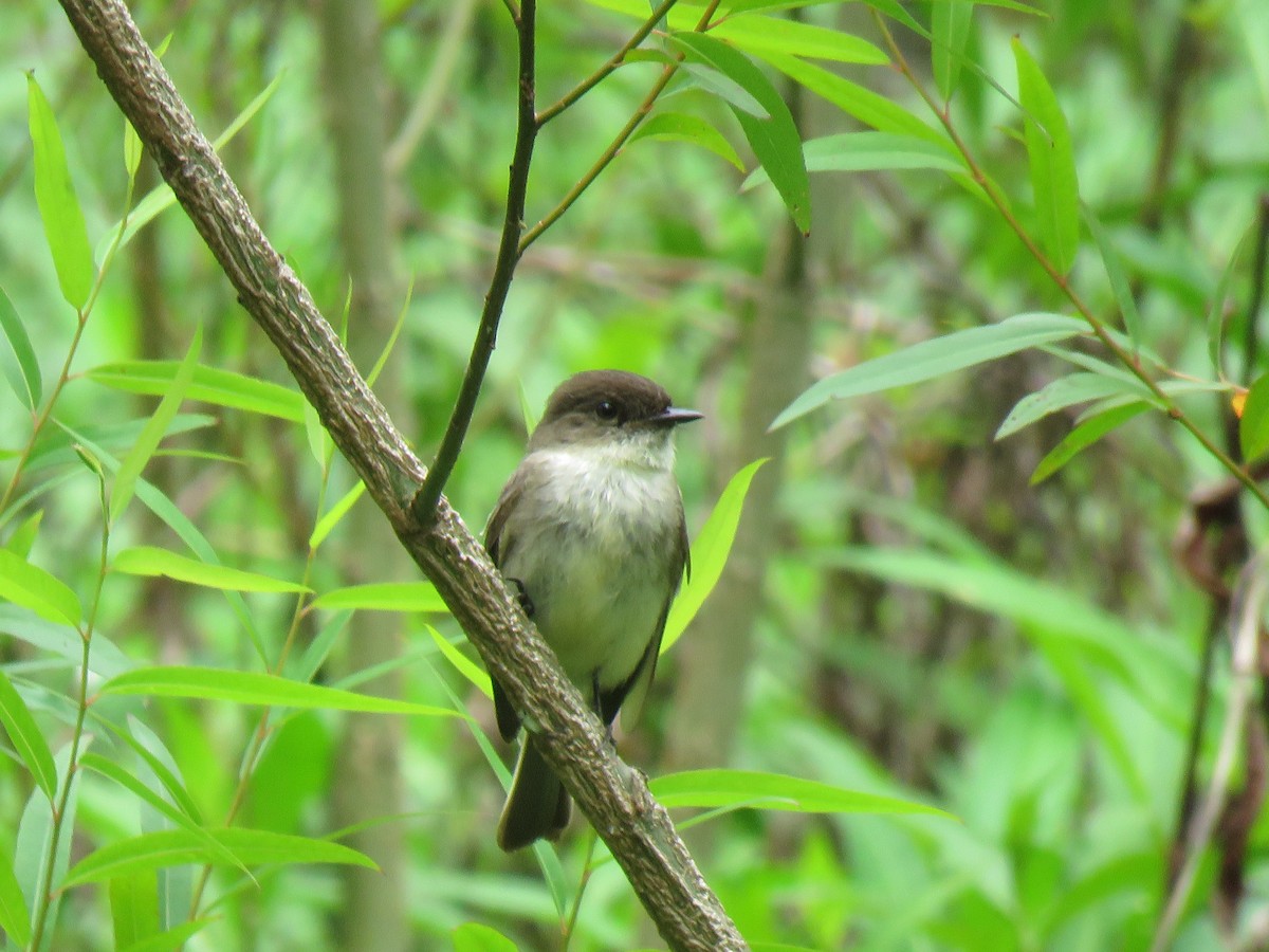 Eastern Phoebe - ML578270541
