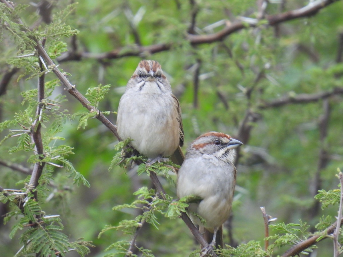 Chaco Sparrow - Lucia Lettieri