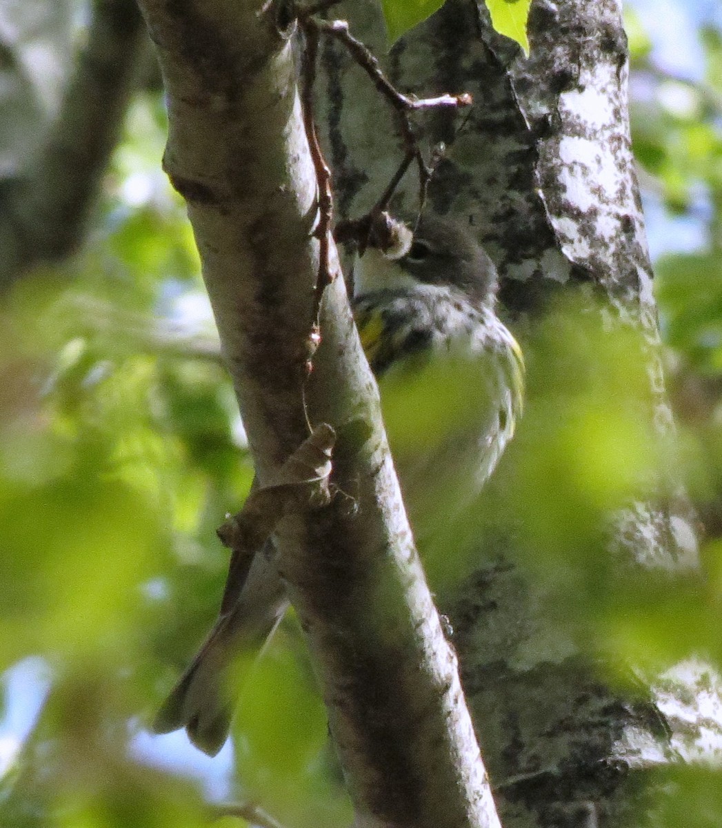 Kronenwaldsänger (coronata) - ML57827211