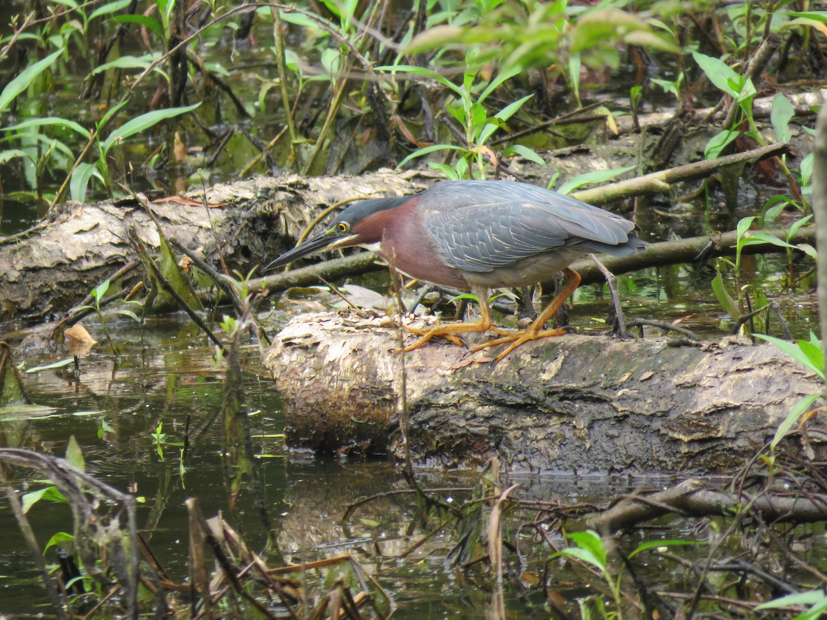 Green Heron - ML578272131