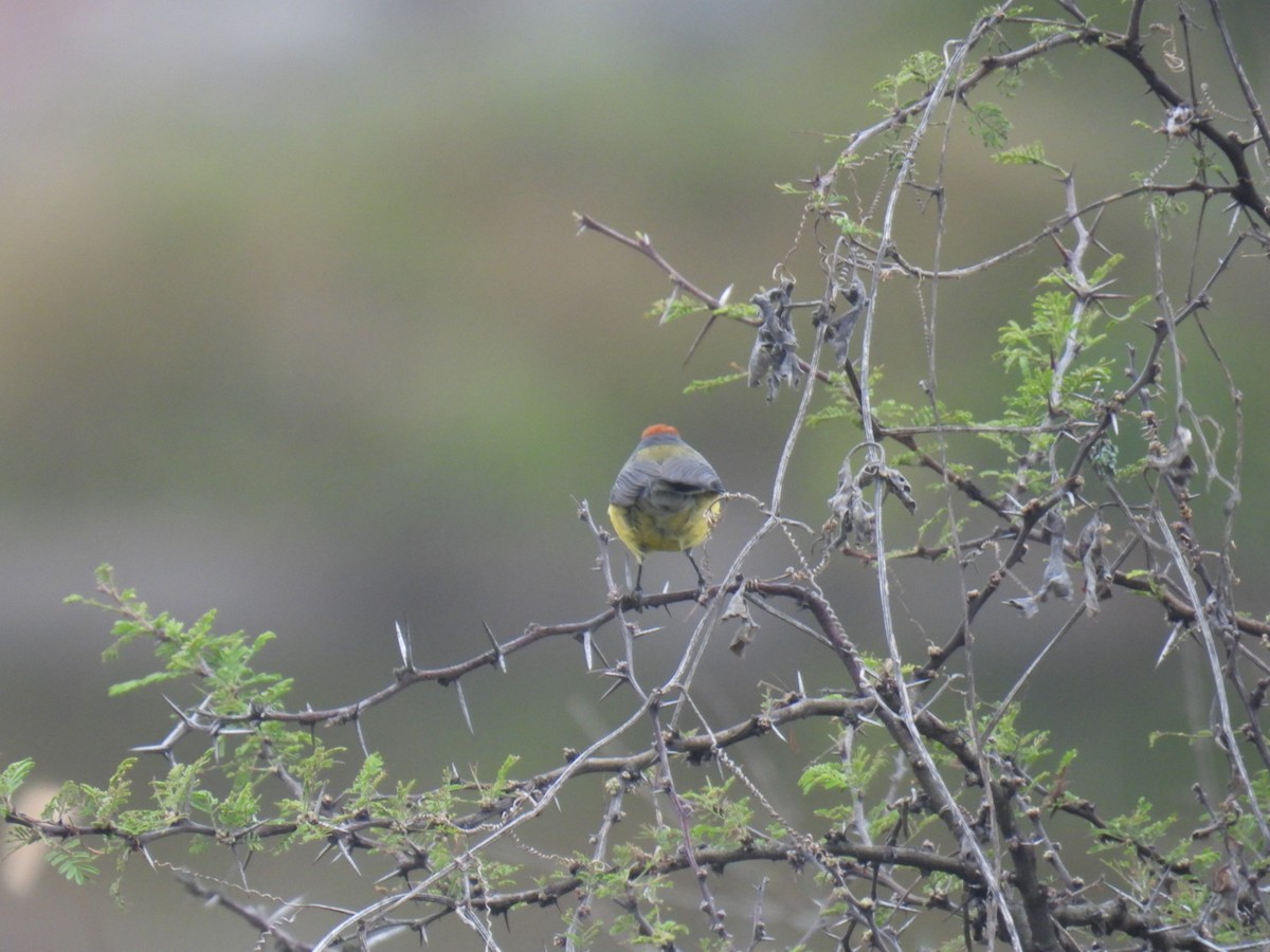 Brown-capped Redstart - Lucia Lettieri